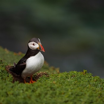 Gardens, Puffins & Tipples of North Wales